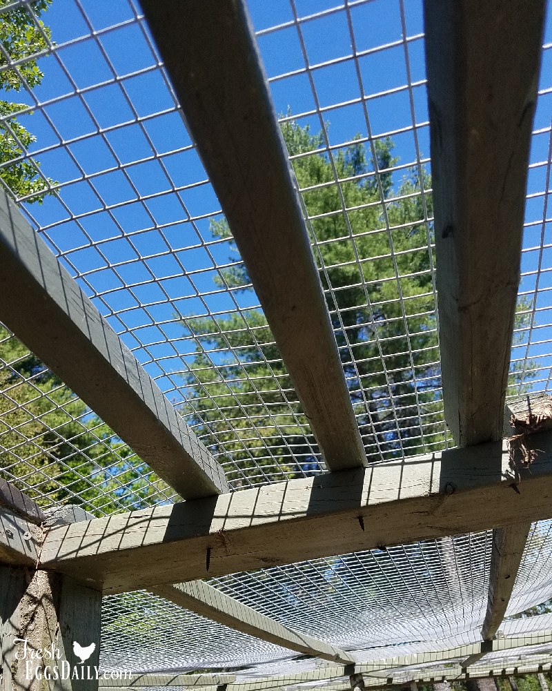 How to Build a PredatorProof Chicken Run Fresh Eggs Daily® with Lisa