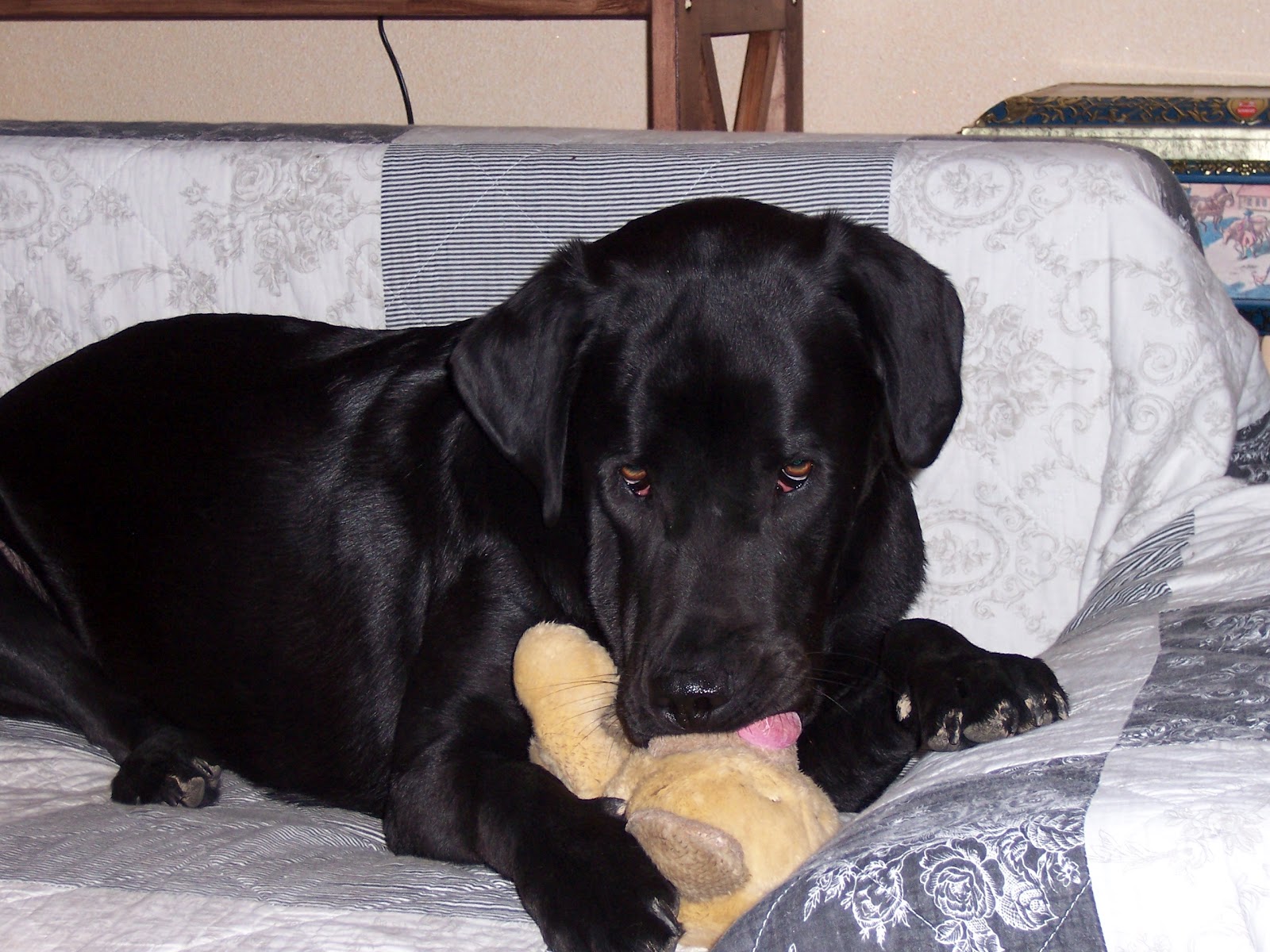 Landleben &amp; Literatur Willi Hund hat einen neuen Freund