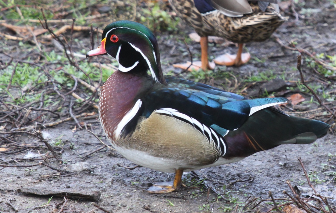 Kalamazoo Seasons Wood Duck