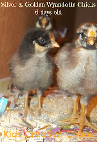 Silver and Golden Laced Wyandotte Chicks at 6 days old