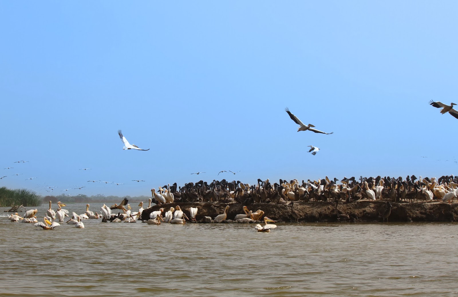 Visitar o PARQUE NACIONAL DE DJOUDJ e ver o maior santuário de avifauna de África Ocidental | Senegal