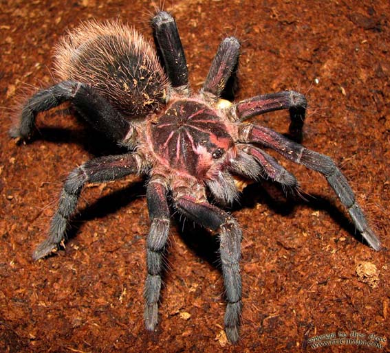 Xenesthis intermedia Alles zum Thema Vogelspinnen