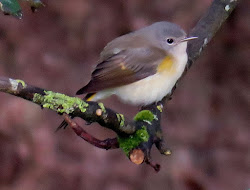 AMERICAN REDSTART-EOLIGARRY-BARRA-OUTER HEBRIDES-8TH SEPTEMBER 2017