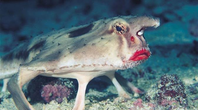 Ngeri, Ikan Berbentuk Kelelawar Berbibir Merah Menyala ~ Pelangipunyacerita