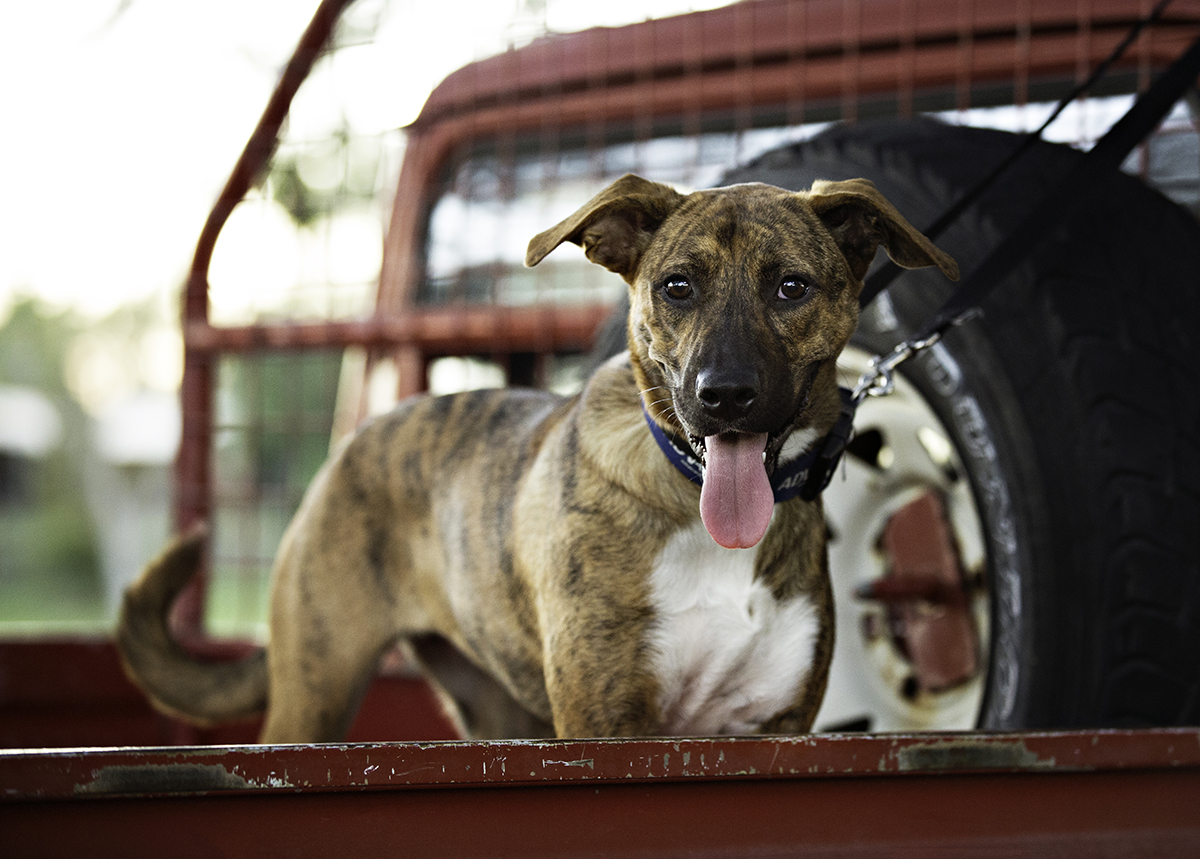 november dog calendar