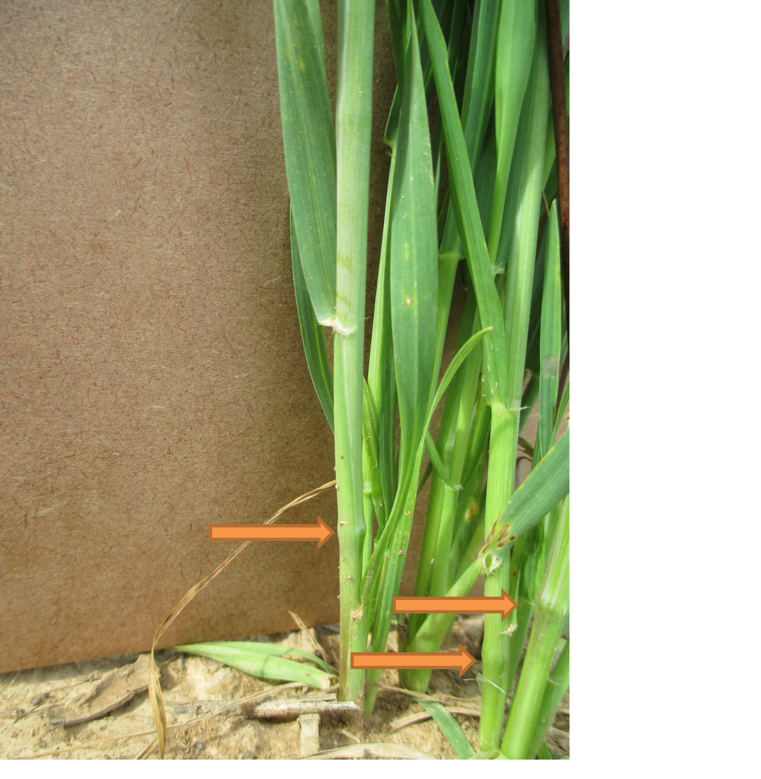 Grain Crops Update Potential for Winter Wheat Freeze Injury