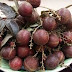 Cây nhãn tím