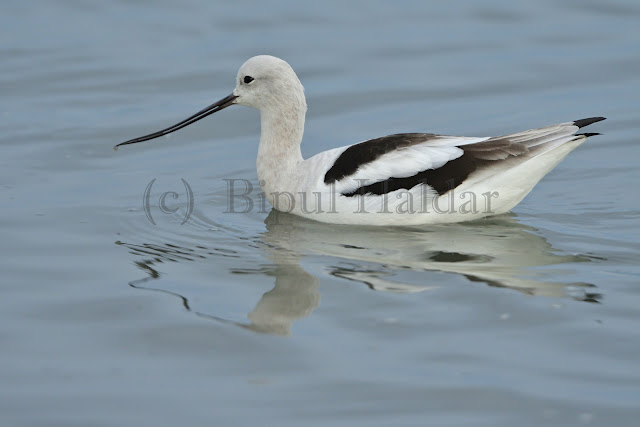 American Avocet American Avocet