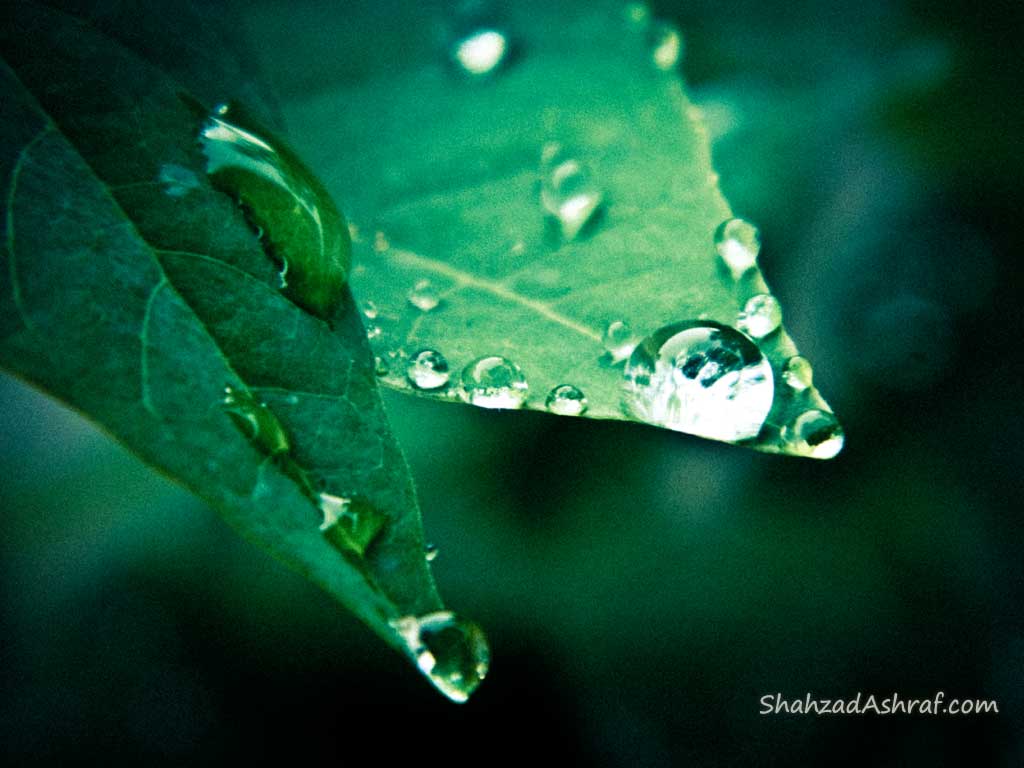 Water droplet like gems on a papaya leaf rode after rain