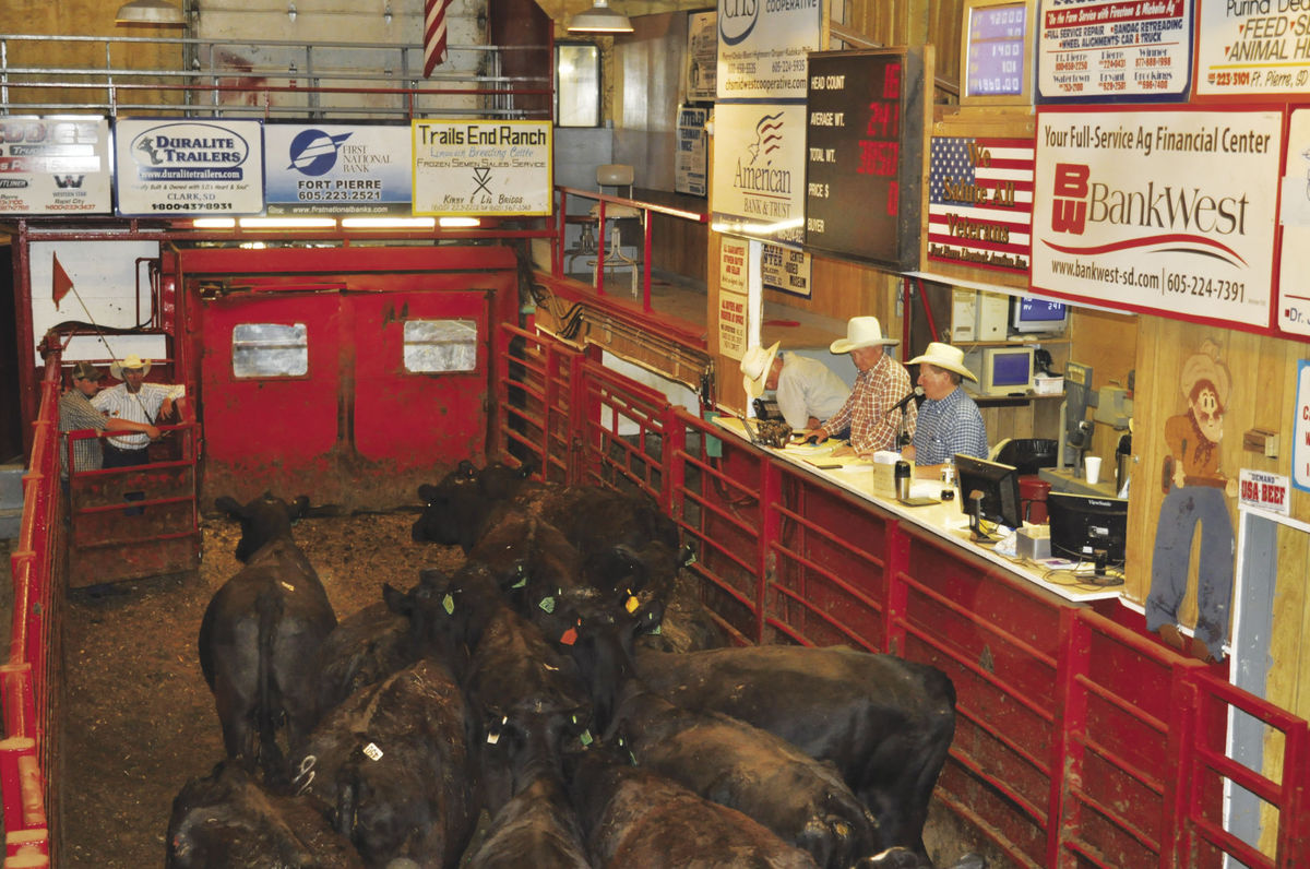 THE WESTERNER Fort Pierre sales barn seeing higher numbers as drought