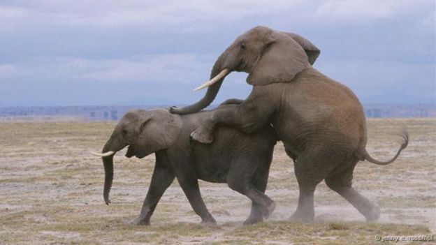 Gajah berkembang biak dengan cara