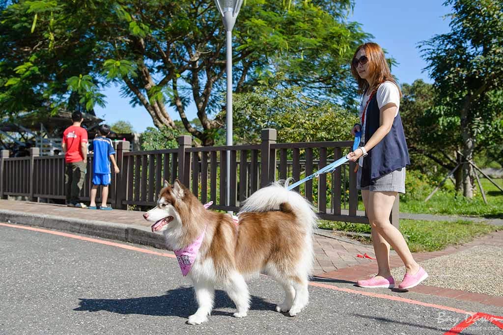 婚攝小動、婚攝推薦、活動紀錄、哈士奇、雪橇