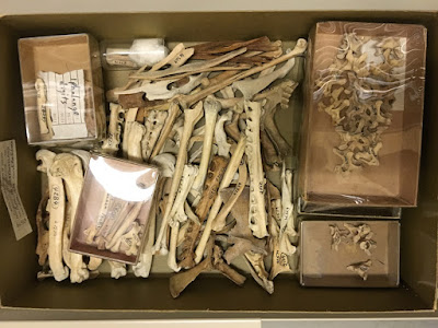 extinct bird great auk bones extinct bird great auk bones