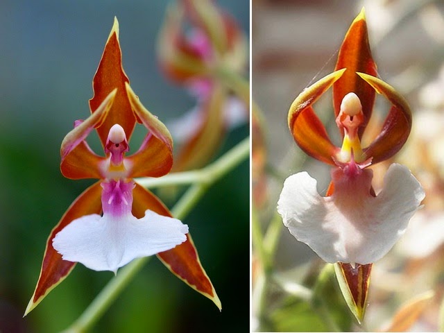 Alam Mengembang Jadi Guru: 28 Bunga yang Unik, Indah dan Beracun