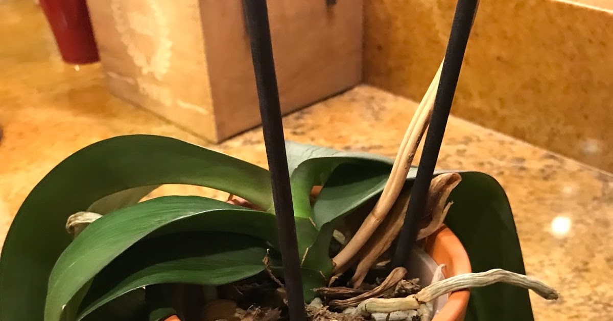 Getting Your Orchids to Bloom Again and Again in New Mexico