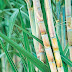 Government notifies ethanol-making directly from sugarcane juice, B-molasses