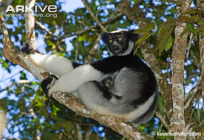 Madagascar endangered mammals