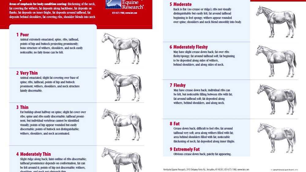 Henneke horse body condition scoring system
