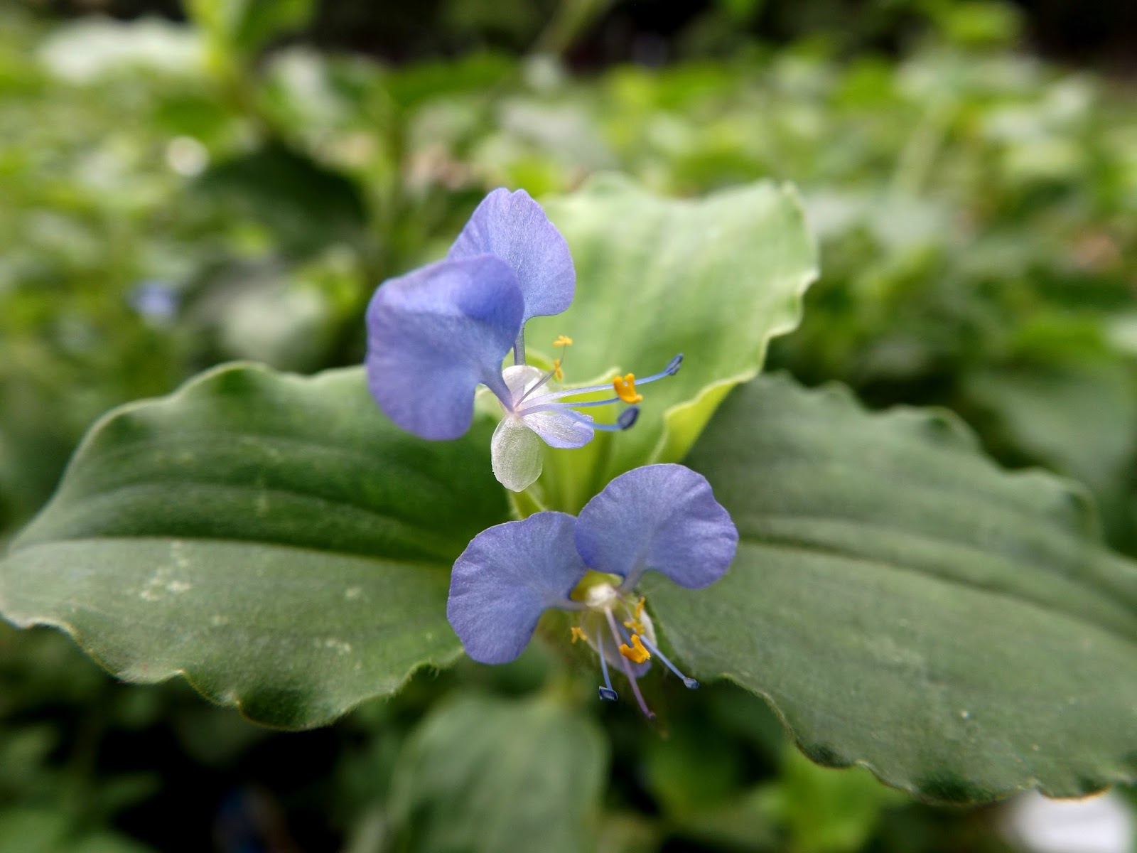 Kanchira or Bengal dayflower, commelina benghalensis