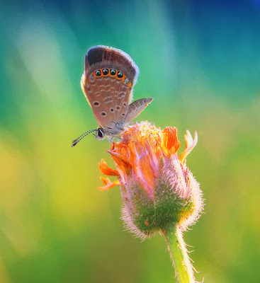 Una linda mariposa sobre una flor by Diens Silver