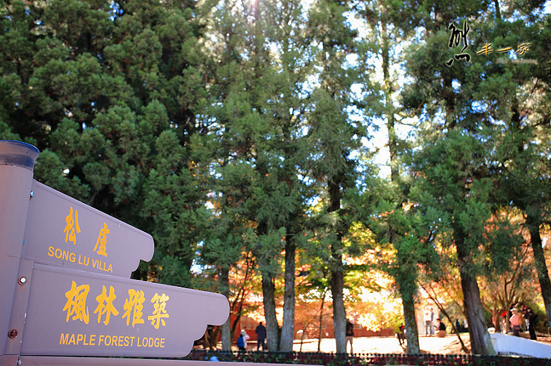 福壽山農場賞楓