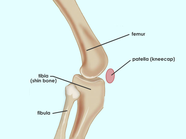 Ivermectin for children