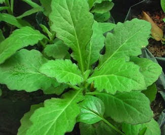 Image Manfaat Daun Dewa Sebagai Obat Kutil Kelamin