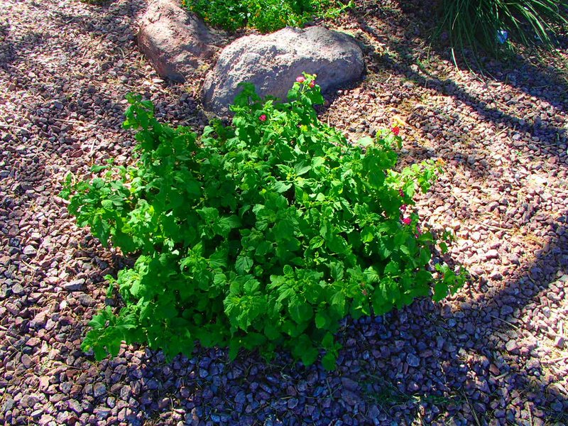 Xtremehorticulture of the desert when and how to prune lantana and
