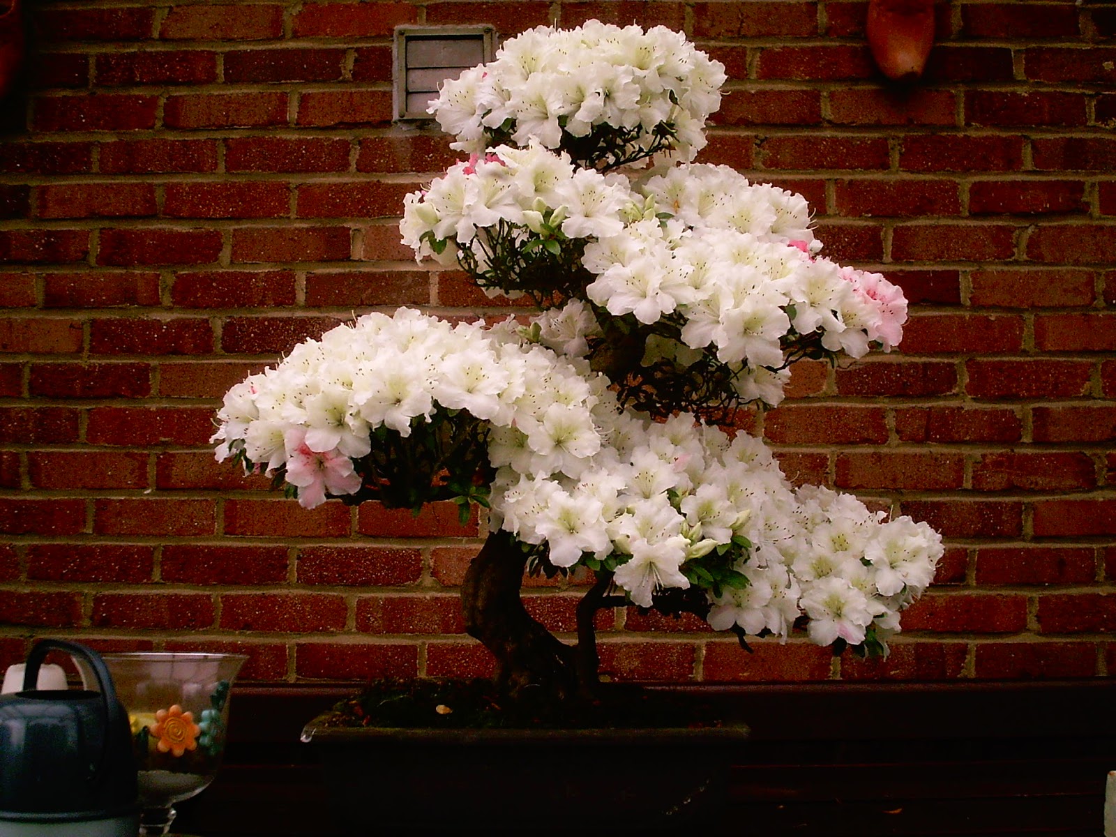 BONSAURUS Azalea, Bonsai,