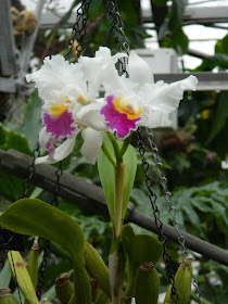 White and purple Cattleya at Allan Gardens Conservatory by garden muses-not another Toronto gardening blog