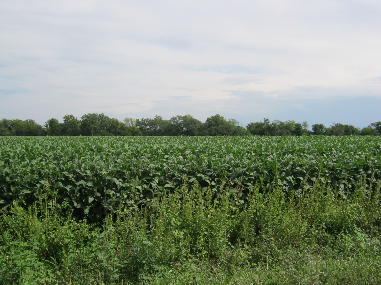 Observations in Agriculture Soybean Condition