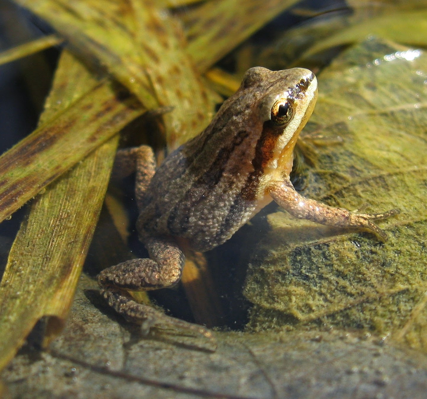 Tangled  Western Chorus Frog (and other signs Spring is finally here)