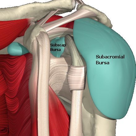 Paragon Physiotherapy: Anatomy of the Shoulder