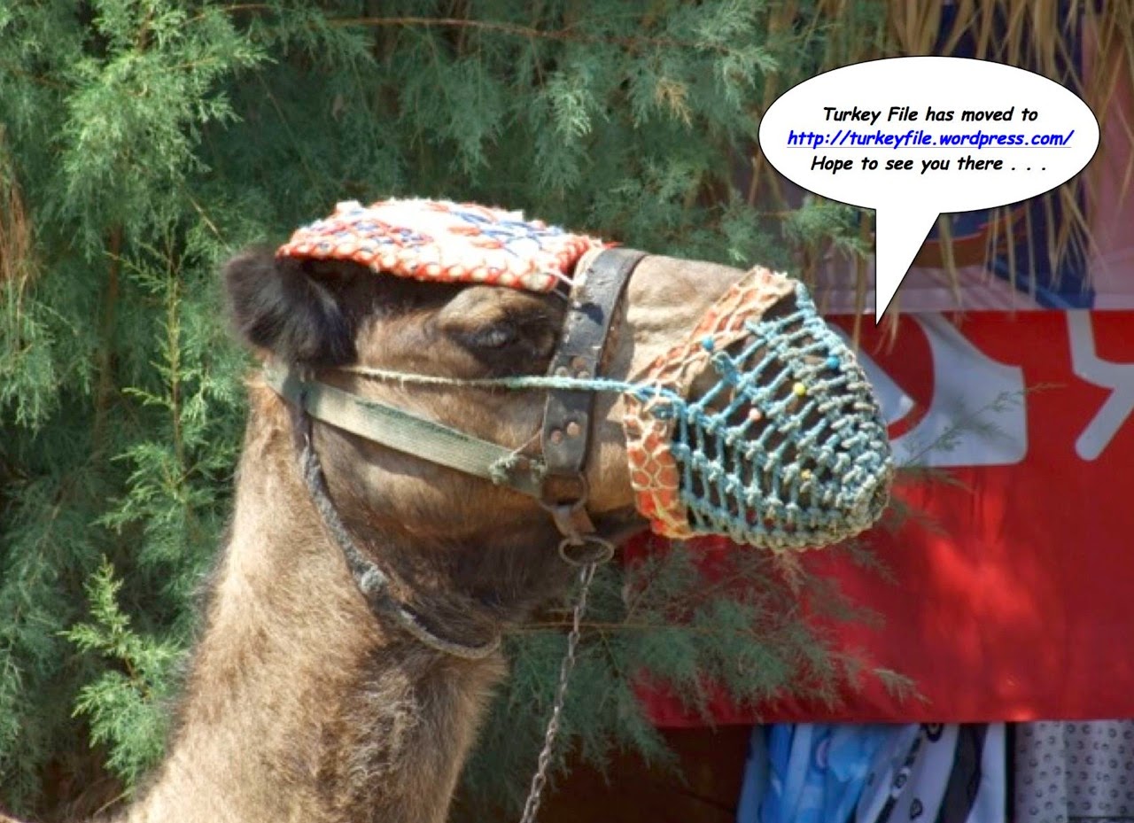 Camel greeting