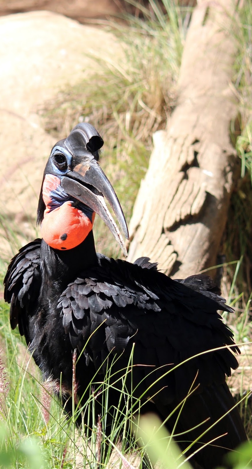 Picture of a southern ground hornbill. Picture of a southern ground hornbill.