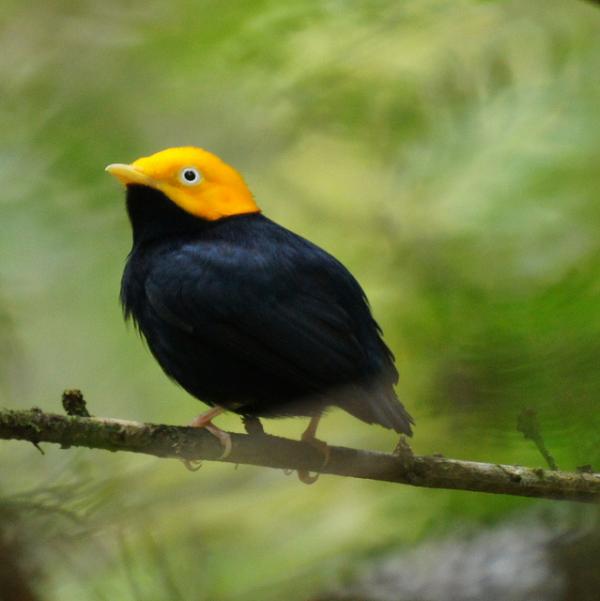 Manakin Birds News And FactsImages All Wildlife Photographs
