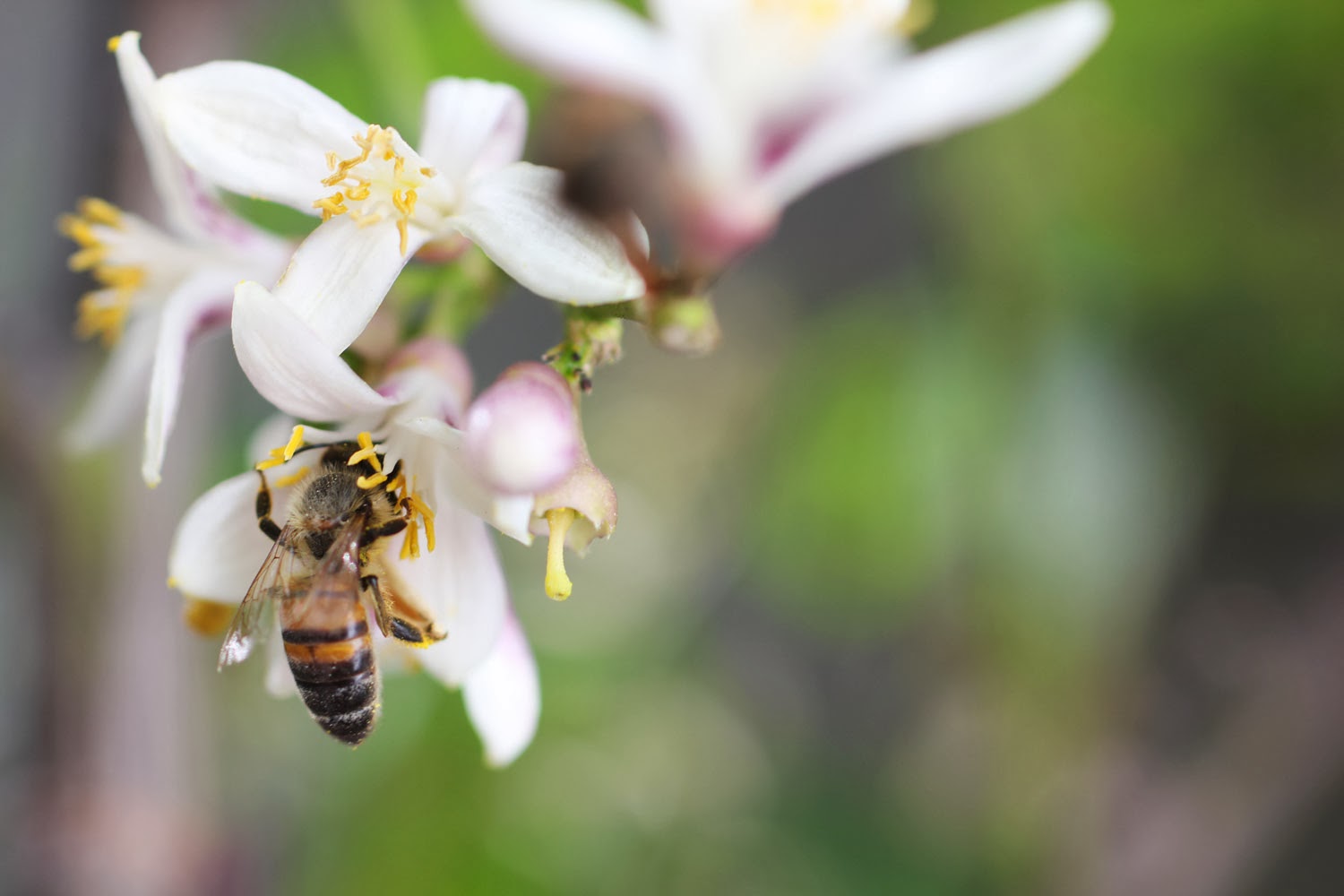 Illuminated Perfume The Birds and the Bees
