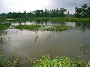 cara mancing ikan betok