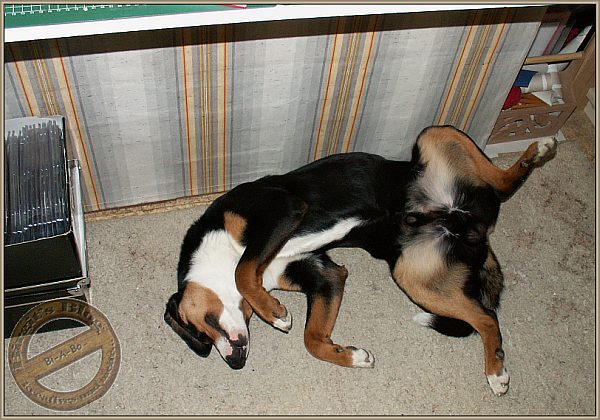 Appenzeller Sennenhund Bo