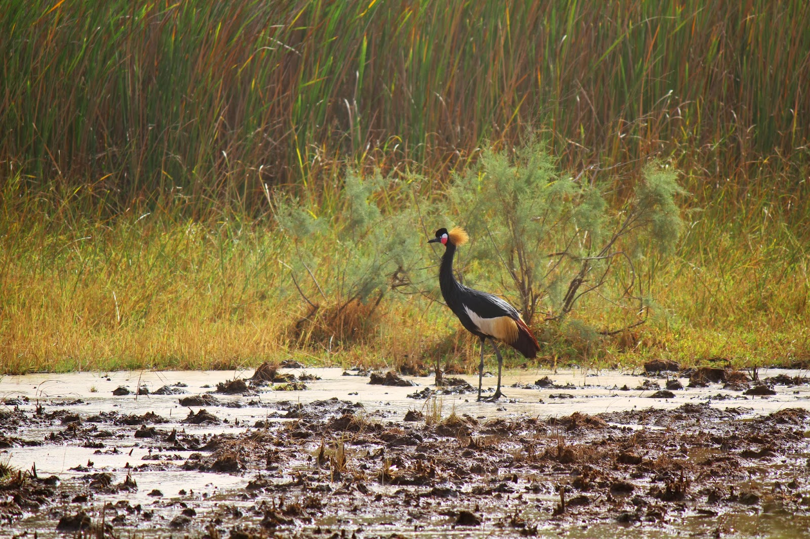 Visitar o PARQUE NACIONAL DE DJOUDJ e ver o maior santuário de avifauna de África Ocidental | Senegal