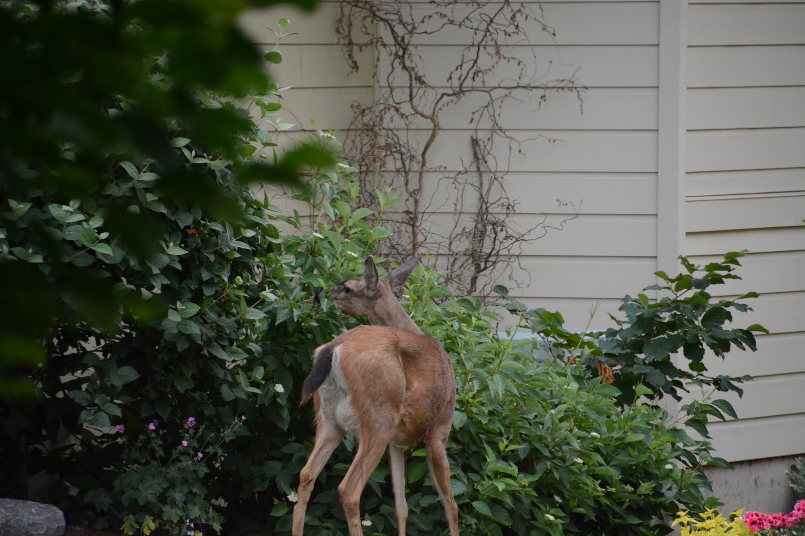 Hal Brown's Blog Purloined raspberries A deer up close and personal
