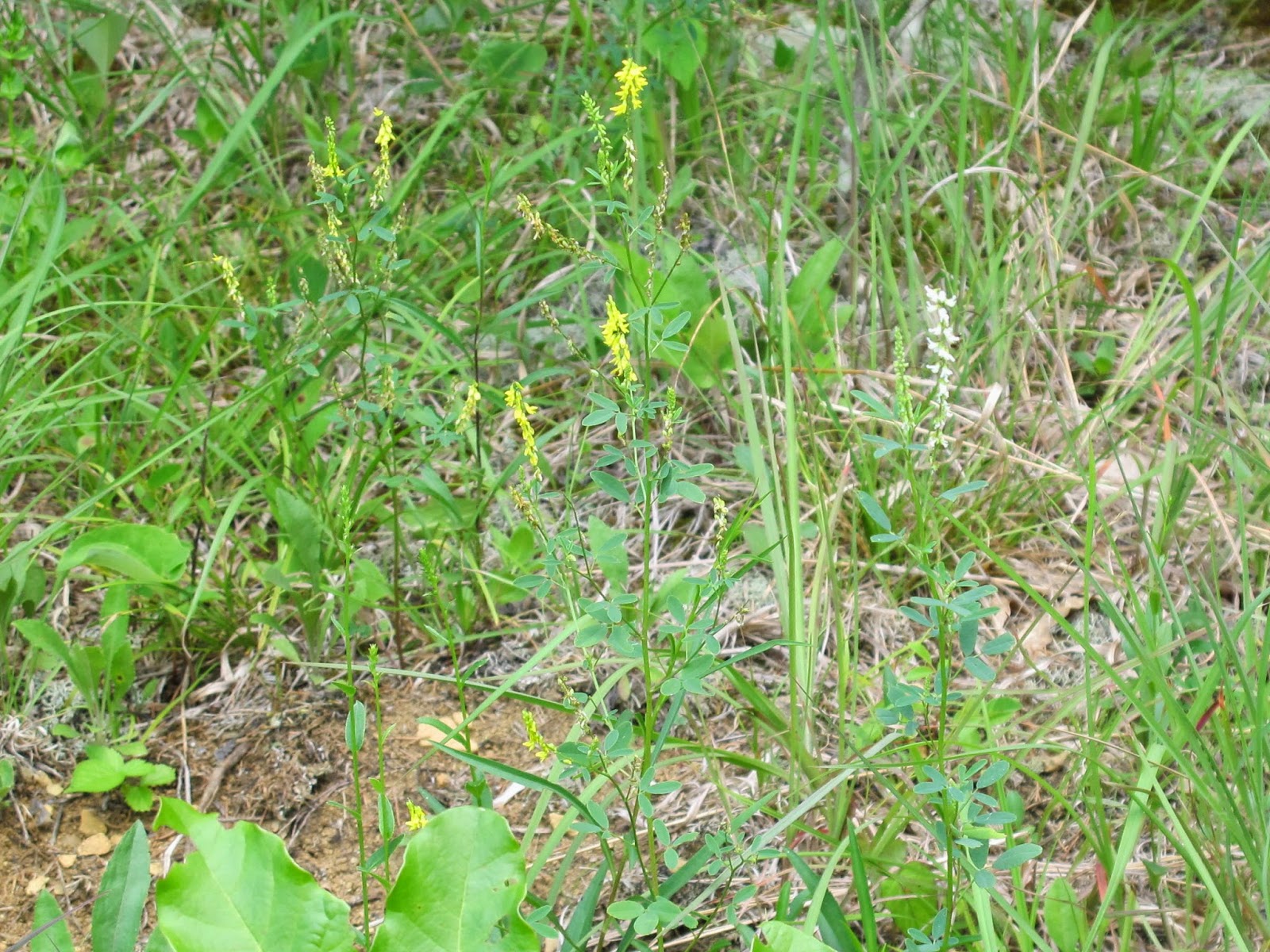 Blue Jay Barrens: Pulling Sweet Clover and Other Invasives