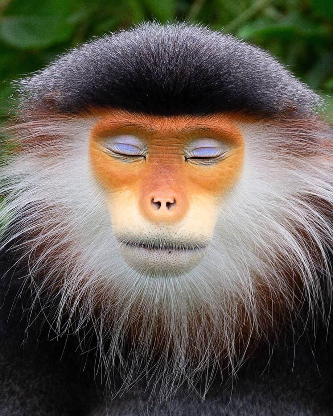 Human-Like Micro-Expressions Of Endangered Animals Across The World (Interview) Human-Like Micro-Expressions Of Endangered Animals Across The World (Interview)