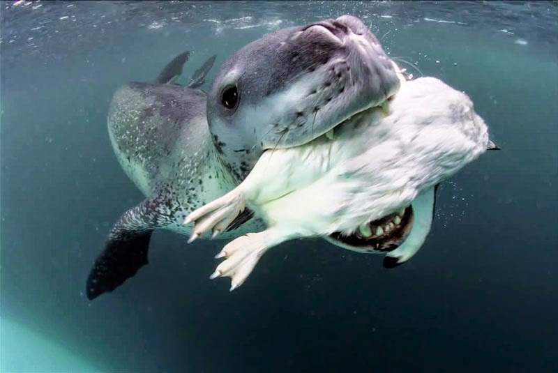A Photographer Came Face-To-Face With A Vicious Predator. I Still Can’t Believe What Happened Next A Photographer Came Face-To-Face With A Vicious Predator. I Still Can’t Believe What Happened Next