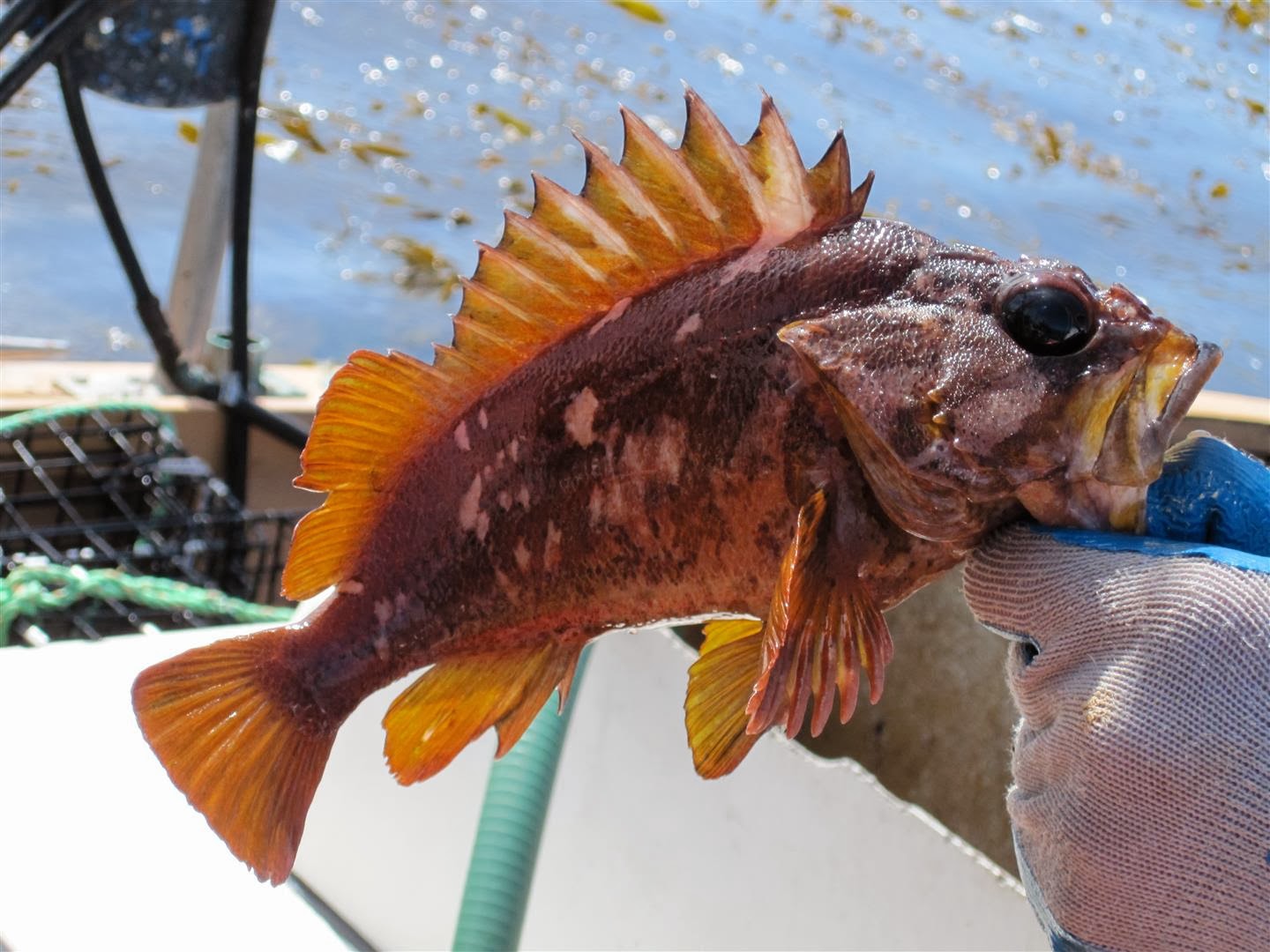 Gopher Rockfish Fishes World HD Images & Free Photos