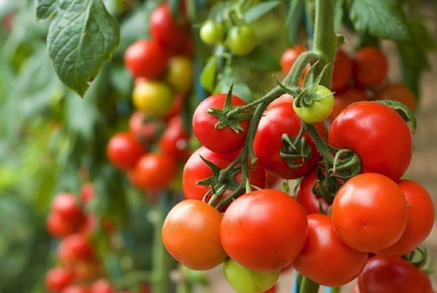Cara Menanam Tomat Organik Dalam Pot Agar Cepat Berbuah Cara Menanam Tomat Organik Dalam Pot Agar Cepat Berbuah