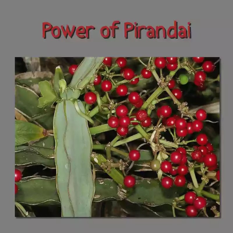 Power of Pirandai: Benefits of Cissus Quadrangularis Reviewed | Random Tyms