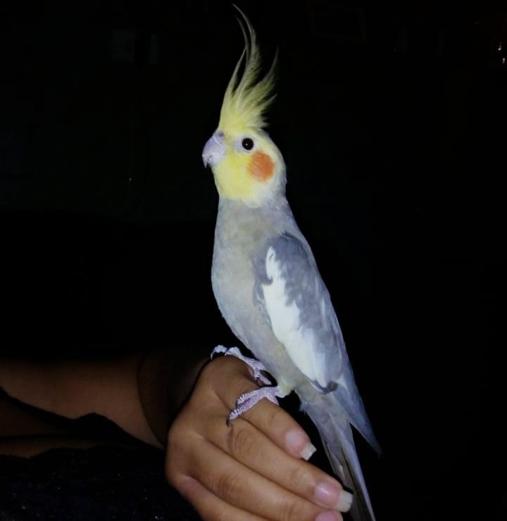 Calopsita cuidados e curiosidades