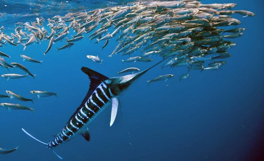 Marlin - Animals World