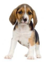 razas de perros pequeños beagle